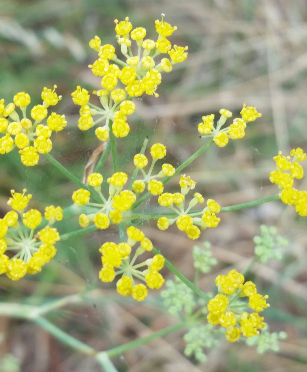 Foeniculum vulgare?